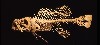 Fumio Yoshimura (Japan, 1926�2002), Grouper, 1975, Linden wood, 27 x 59 x 20 inches,

Norton Museum of Art. Purchase, the R.H. Norton Trust, 78.66.