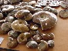 Whole ammonites finely polished. Photos by David Wilson.
