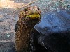 A giant tortoise reaches leaves