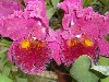 Close up view of a wild orchid