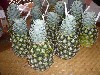 Pina Coladas