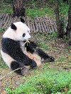 Panda lives on bamboo